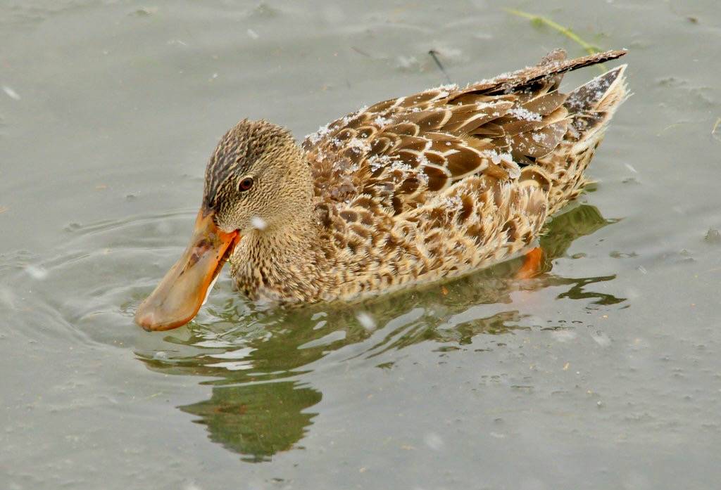 Northern Shoveler Seedskadee NWR by Tom Koerner/USFWS Mountain Prairie is licensed under CC BY 2.0.